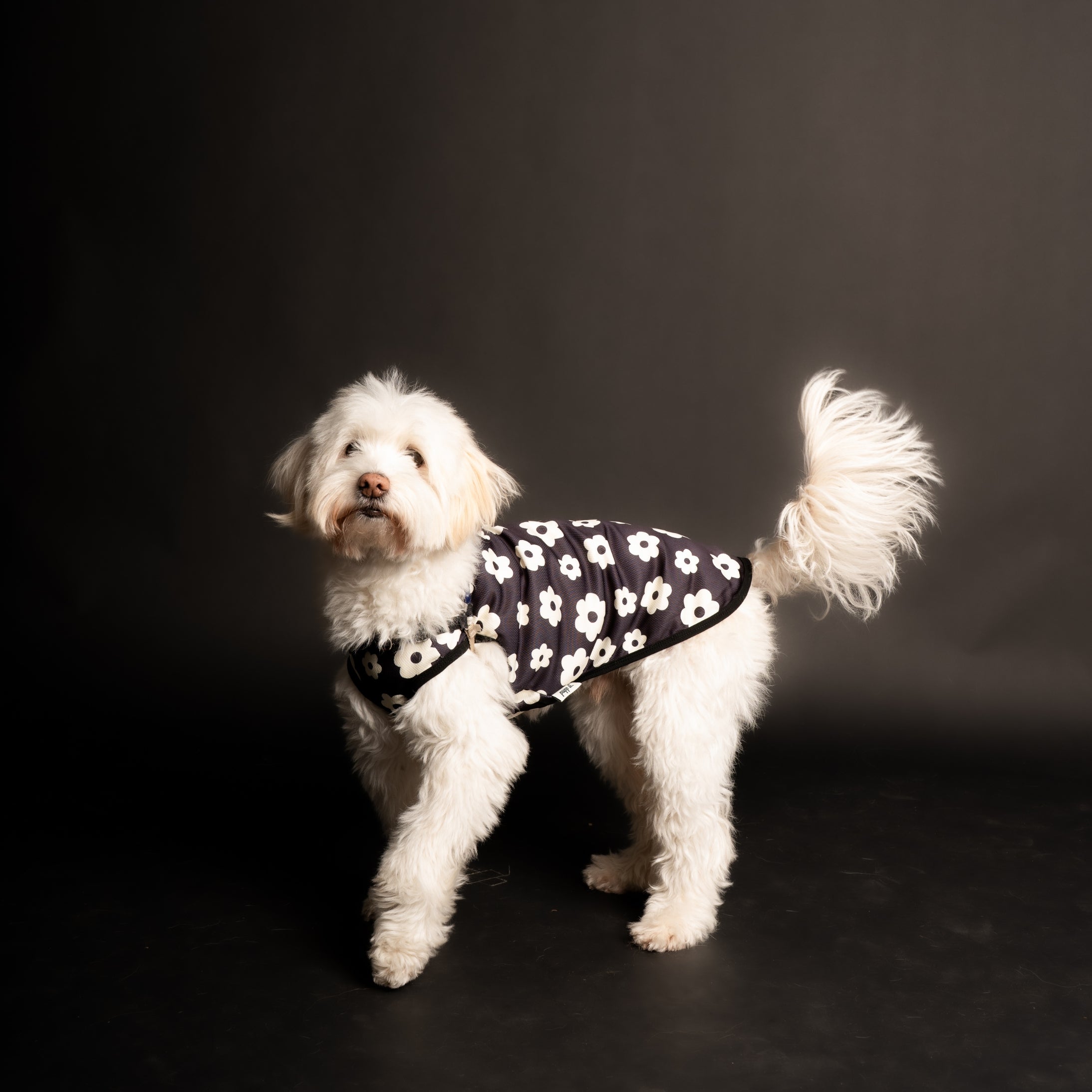 pupp st. – Pretty Good Boy