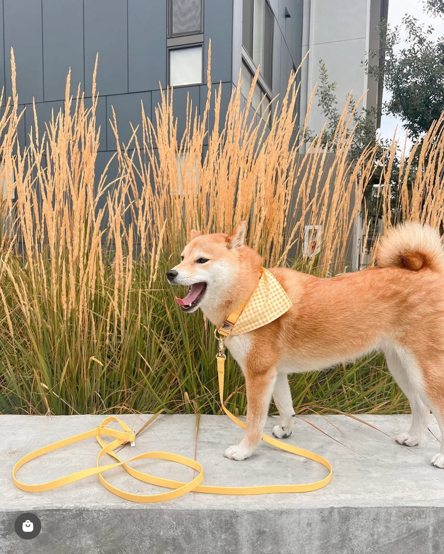 4-in-1 Convertible Hands Free Cloud Dog Leash