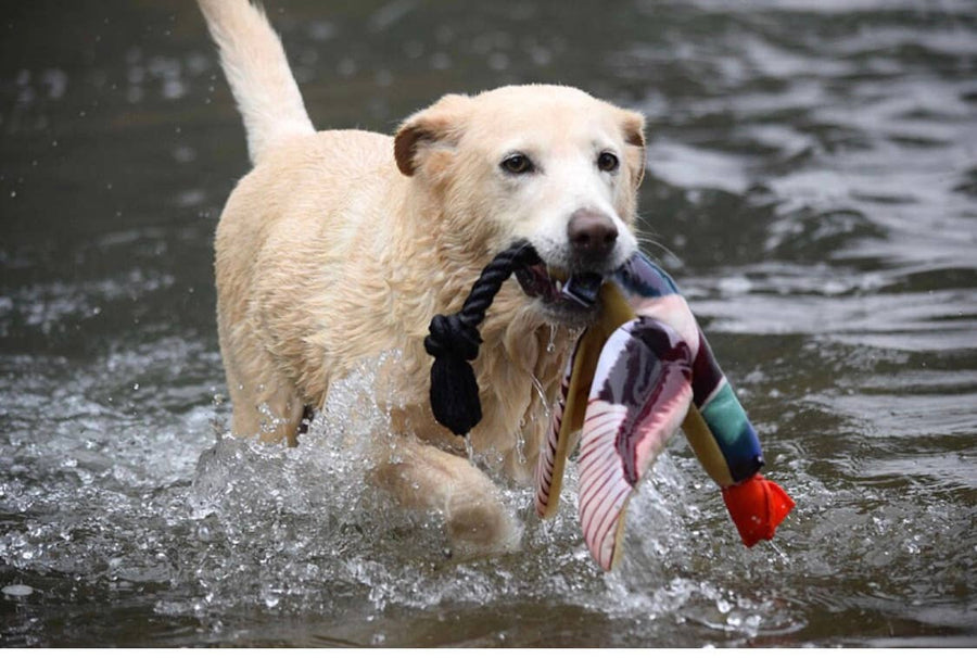 Fly & Fetch Launching Toy Duck