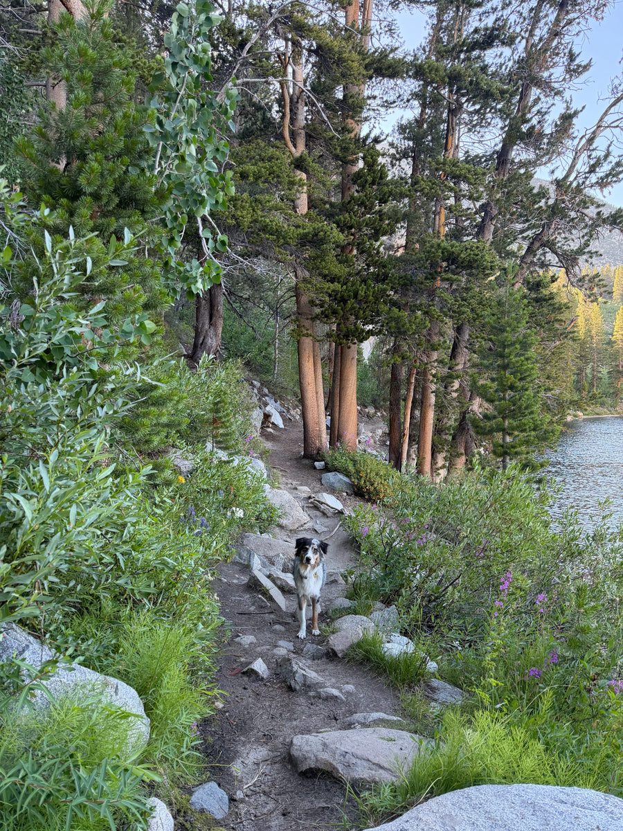 High Sierra Trail Mix - Amica Science x Pretty Good Boy Collab Pack