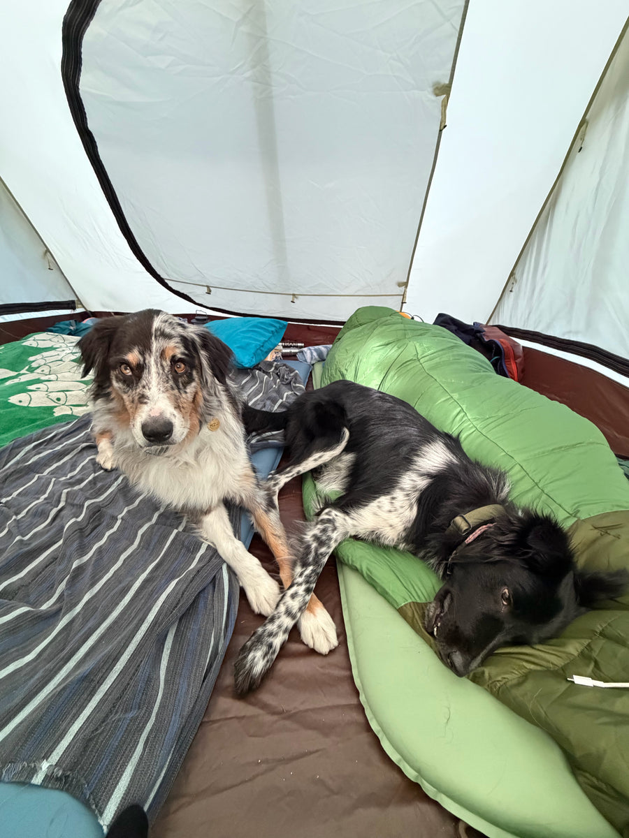 High Sierra Trail Mix - Amica Science x Pretty Good Boy Collab Pack