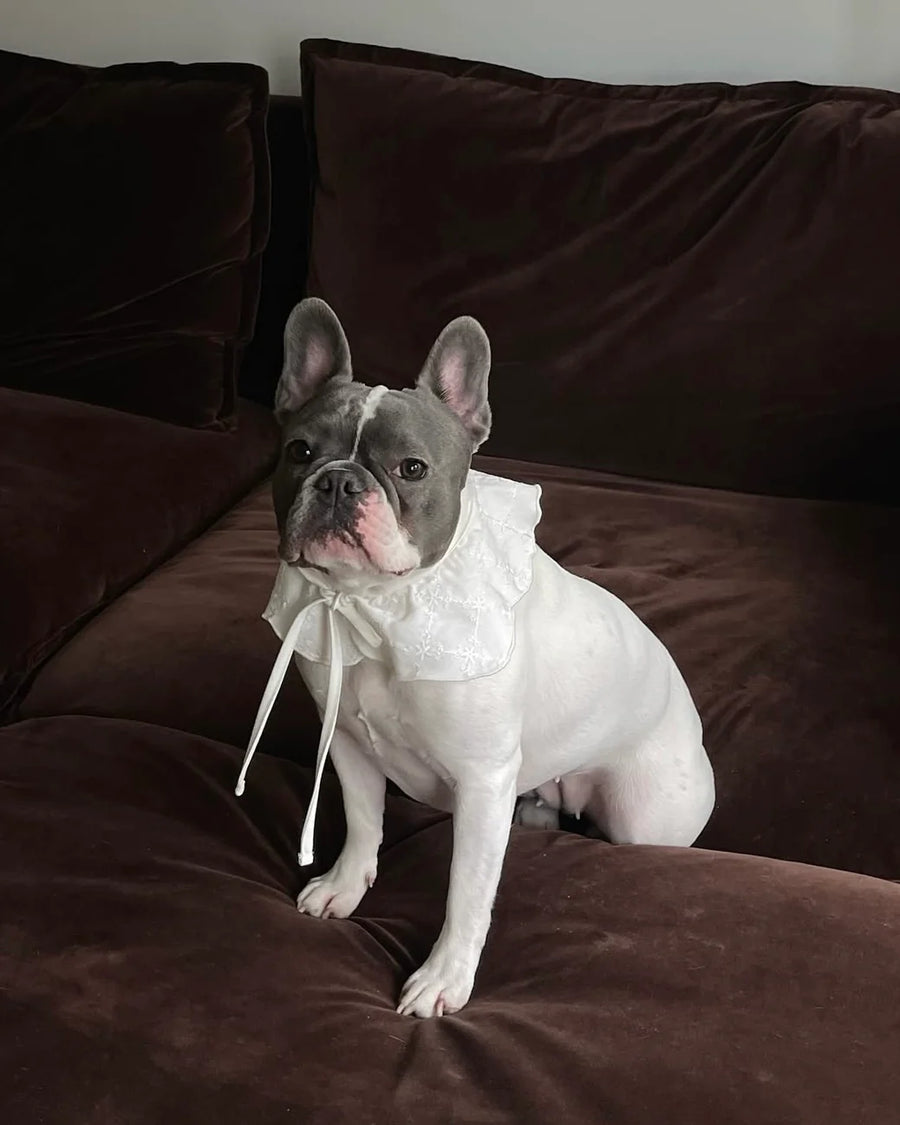 The Wanda Collar