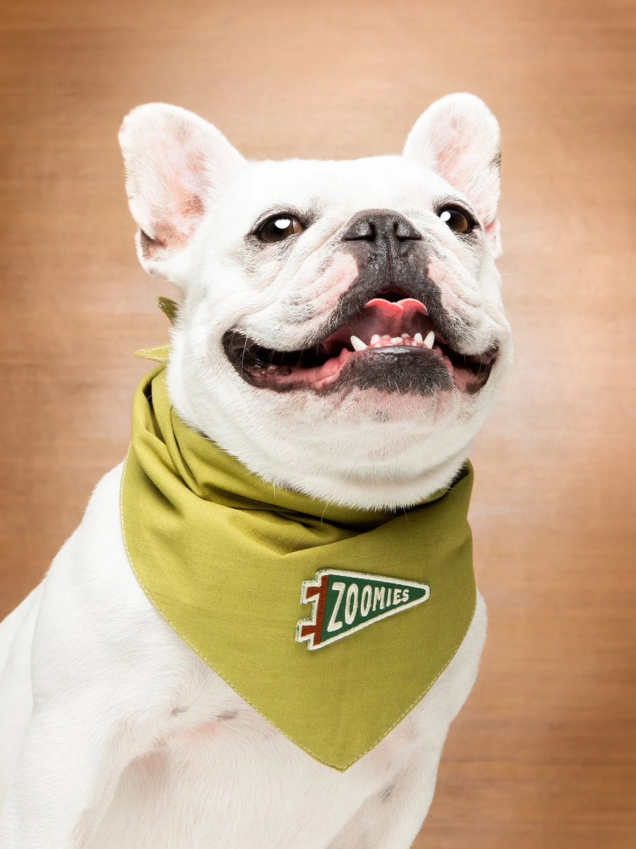 Zoomies Iron-on Patch for Dogs and Cats
