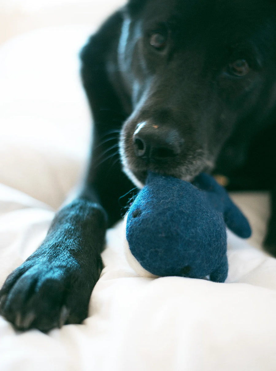 Wool Whale Dog Toy