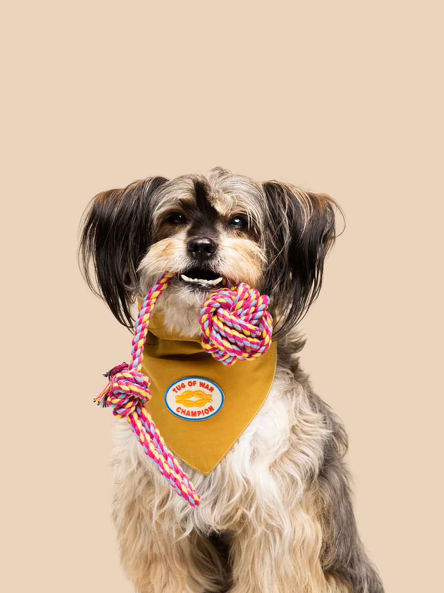 Tug of War Champion Iron-On Patch for Dogs and Cats