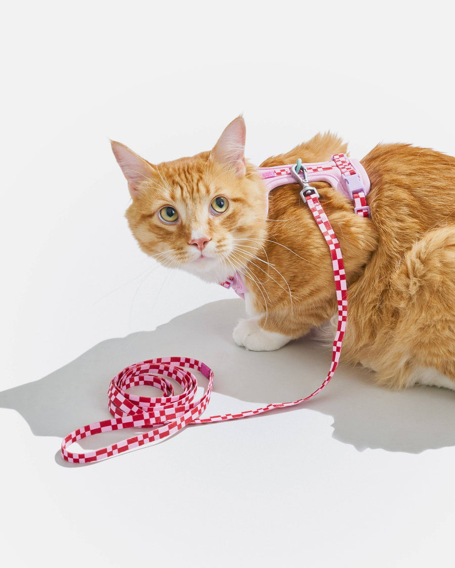 Wild One Cat Harness & Leash