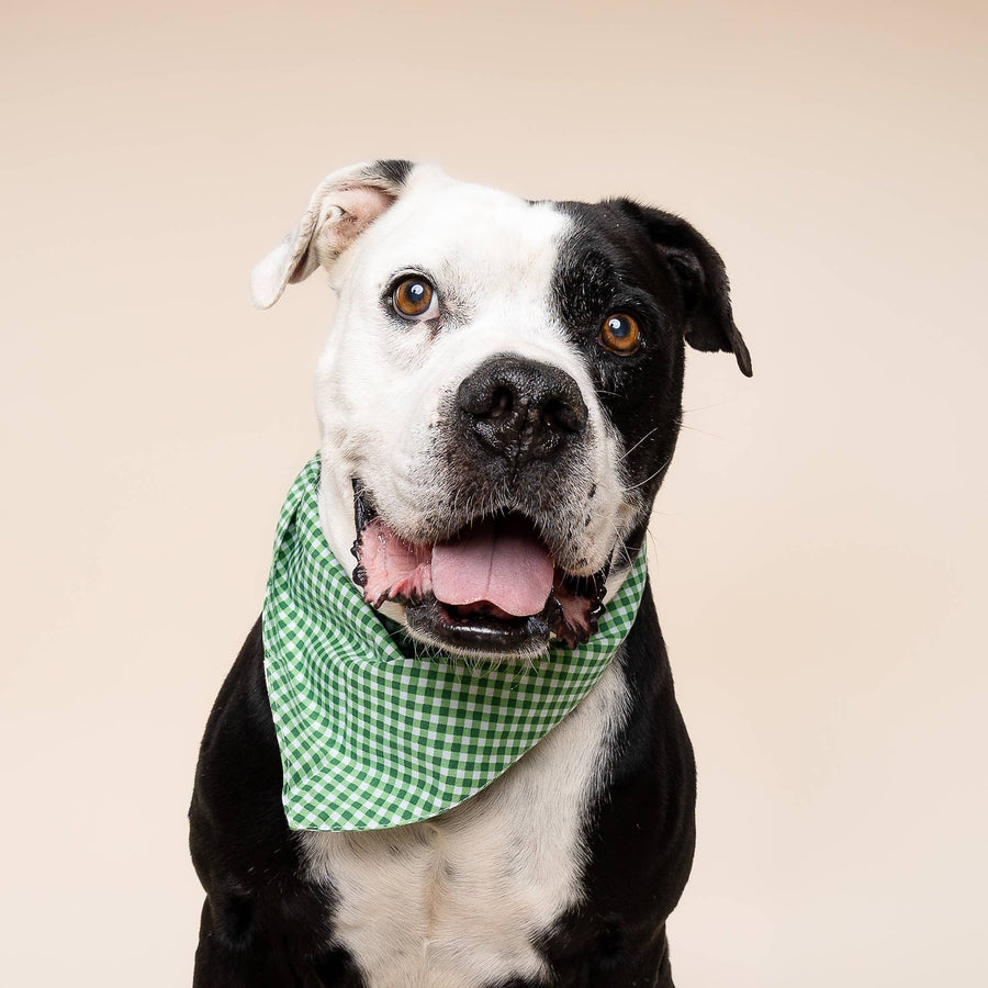 Green Gingham Dog Bandana