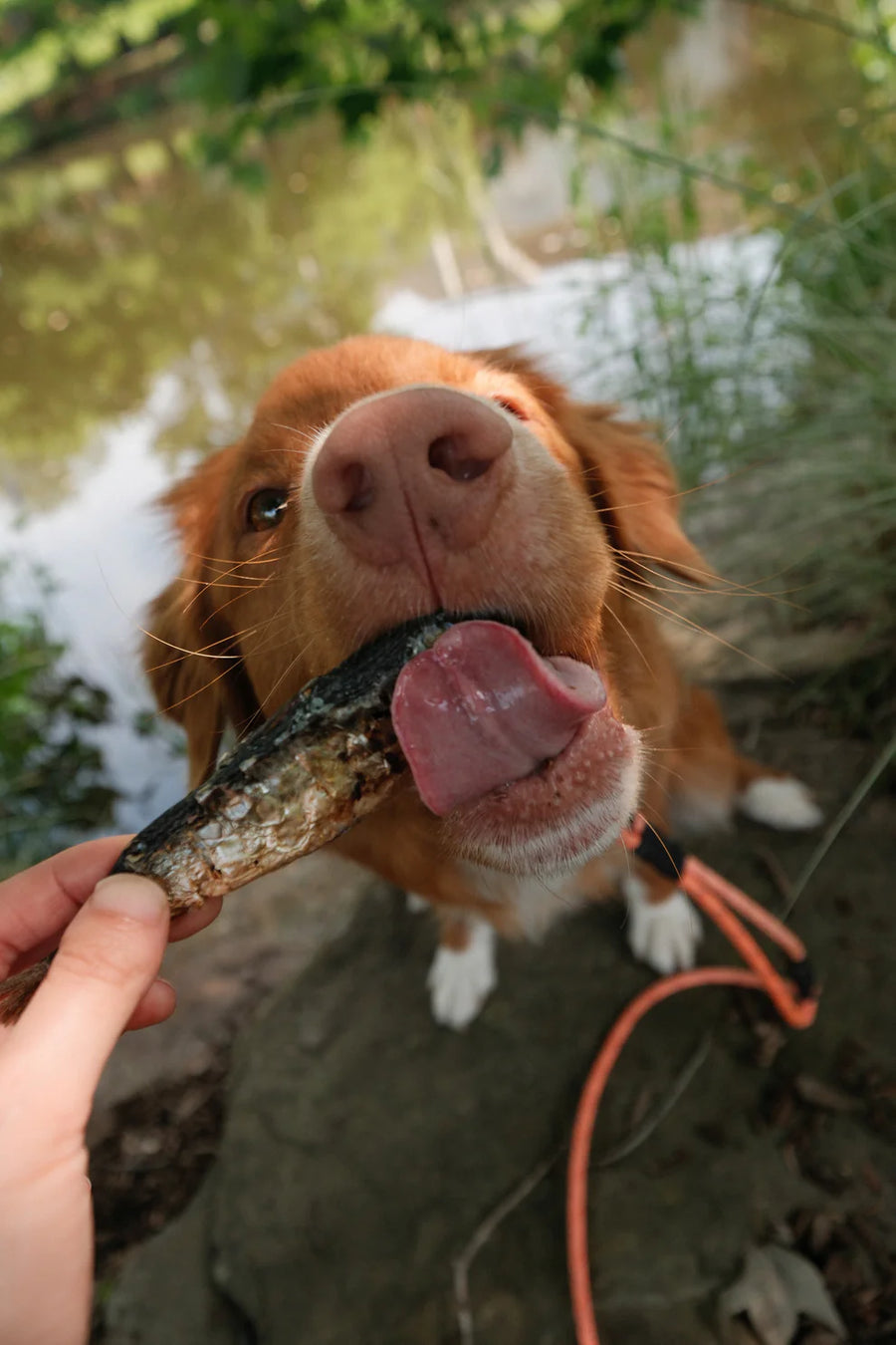 Freeze-Dried Whole Sardines