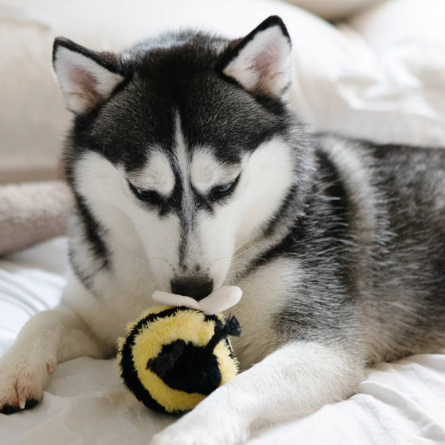 Bee Pop Dog Toy