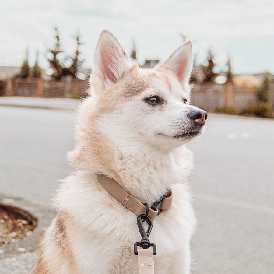 Ava Quick-Release Metal Buckle Collar