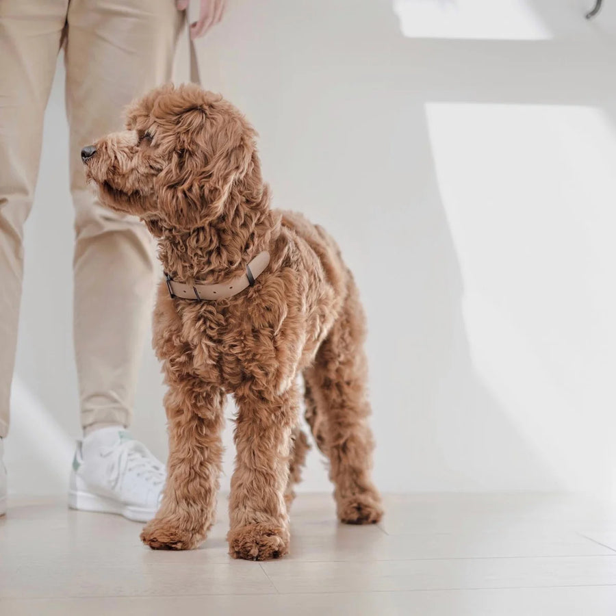 Otto Escape Proof Harness