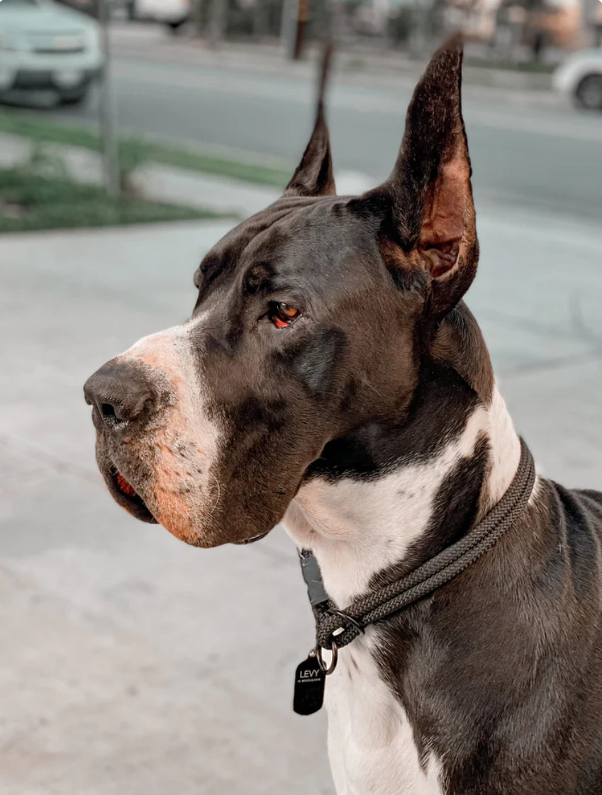 Rope Slip Collar