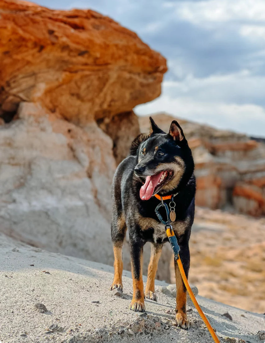 Ekko Leash - 7 + 8mm