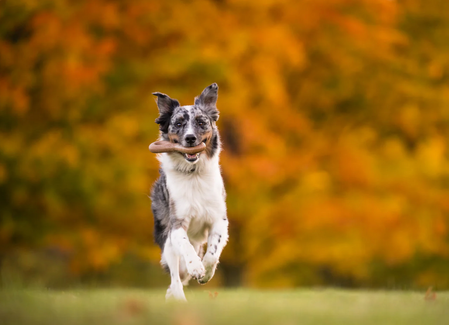 ZoomieRex FantasTug