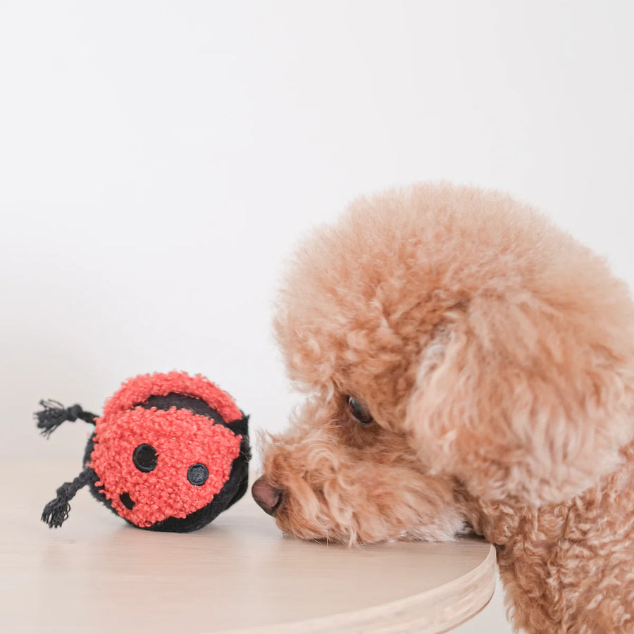 Ladybug POP Dog Toy