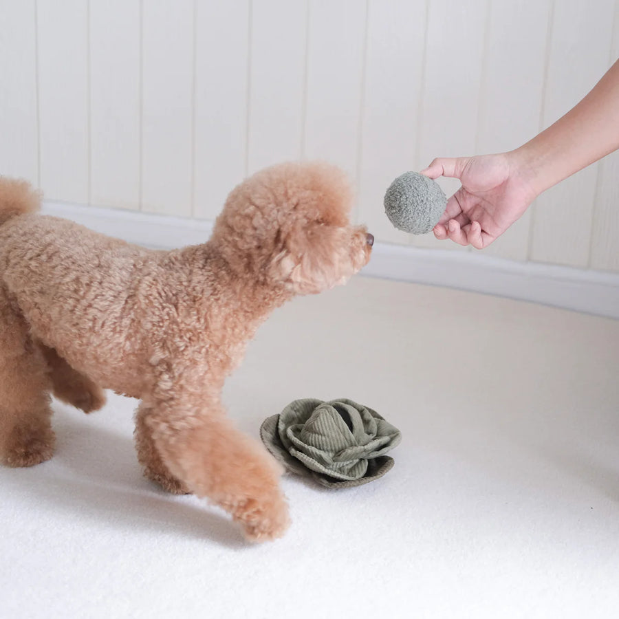 Green Cabbage Enrichment Dog Toy