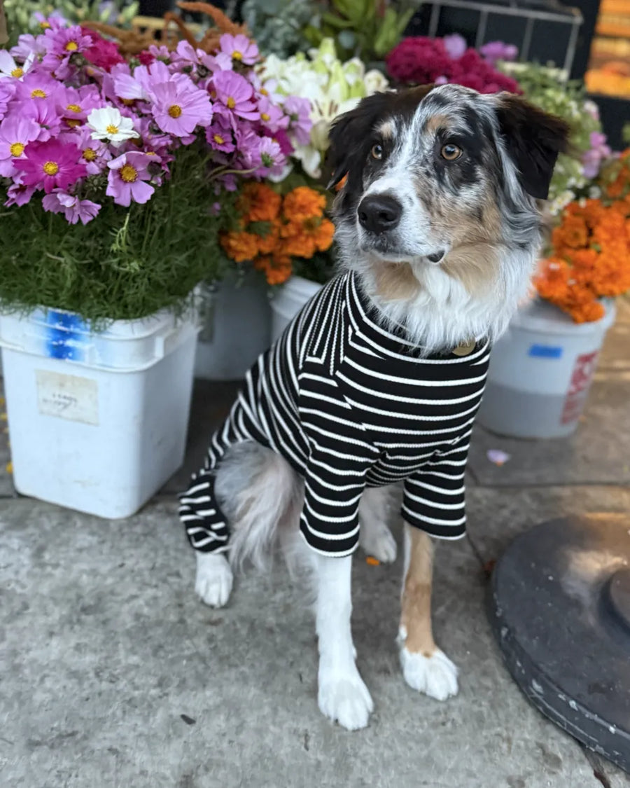 Mizu, the PGB supervisor
