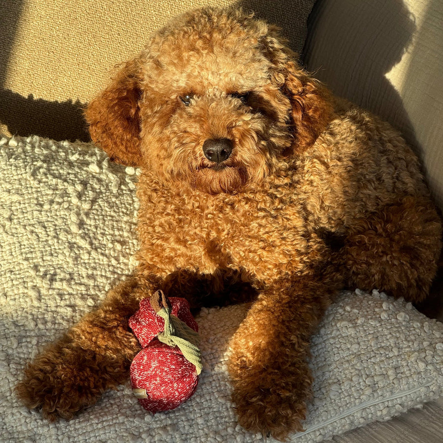 Cherry POP Dog Toy