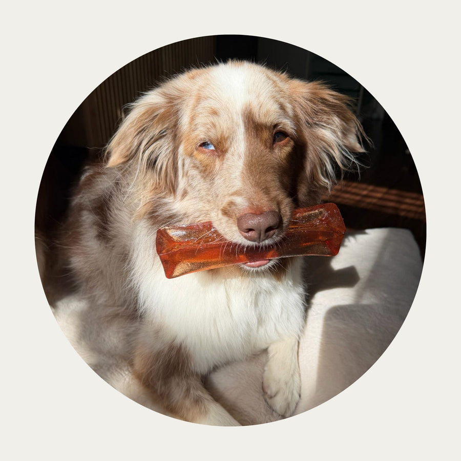 Mighty Marrows™ Collagen Dental Chews | Bacon – Large (95g) with an Australian Shepherd