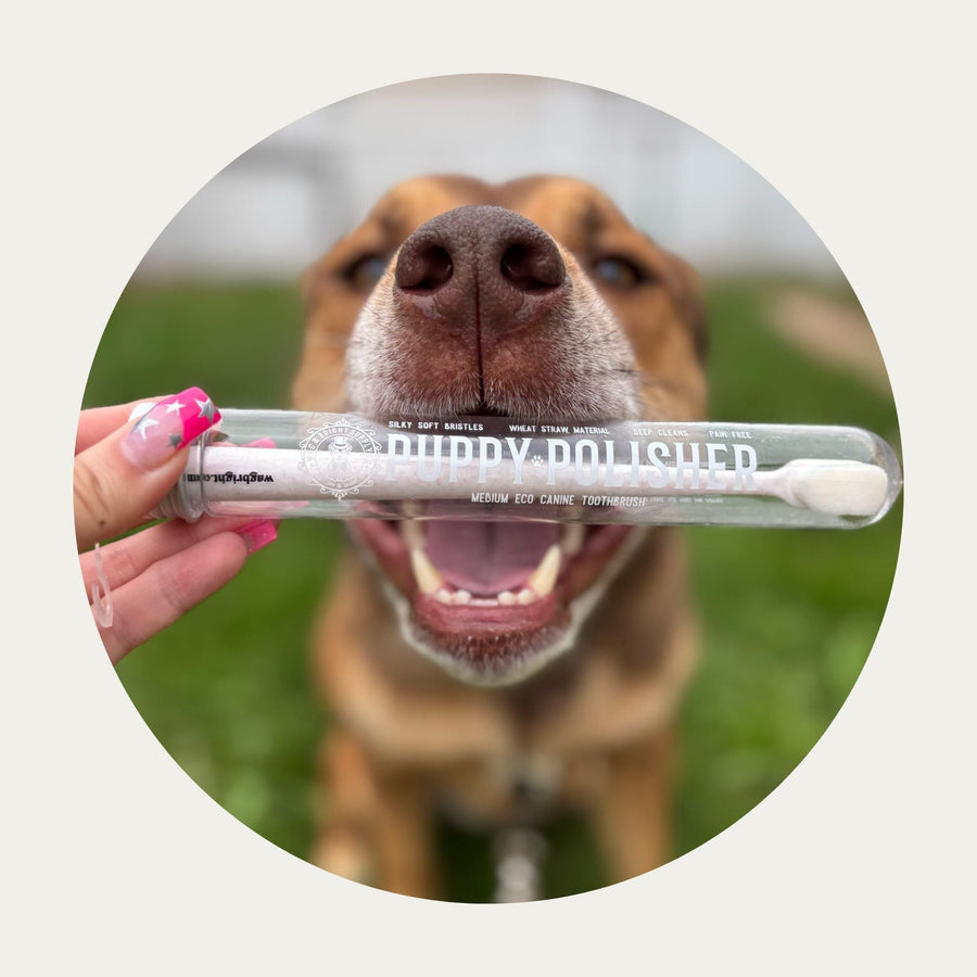 Puppy Polisher Eco Toothbrush – Medium with a happy dog