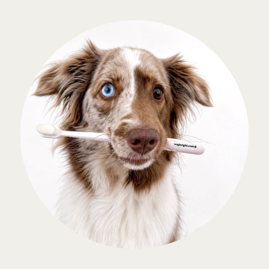 Puppy Polisher Eco Toothbrush – Medium and Mini (Small) with an Australian Shepherd