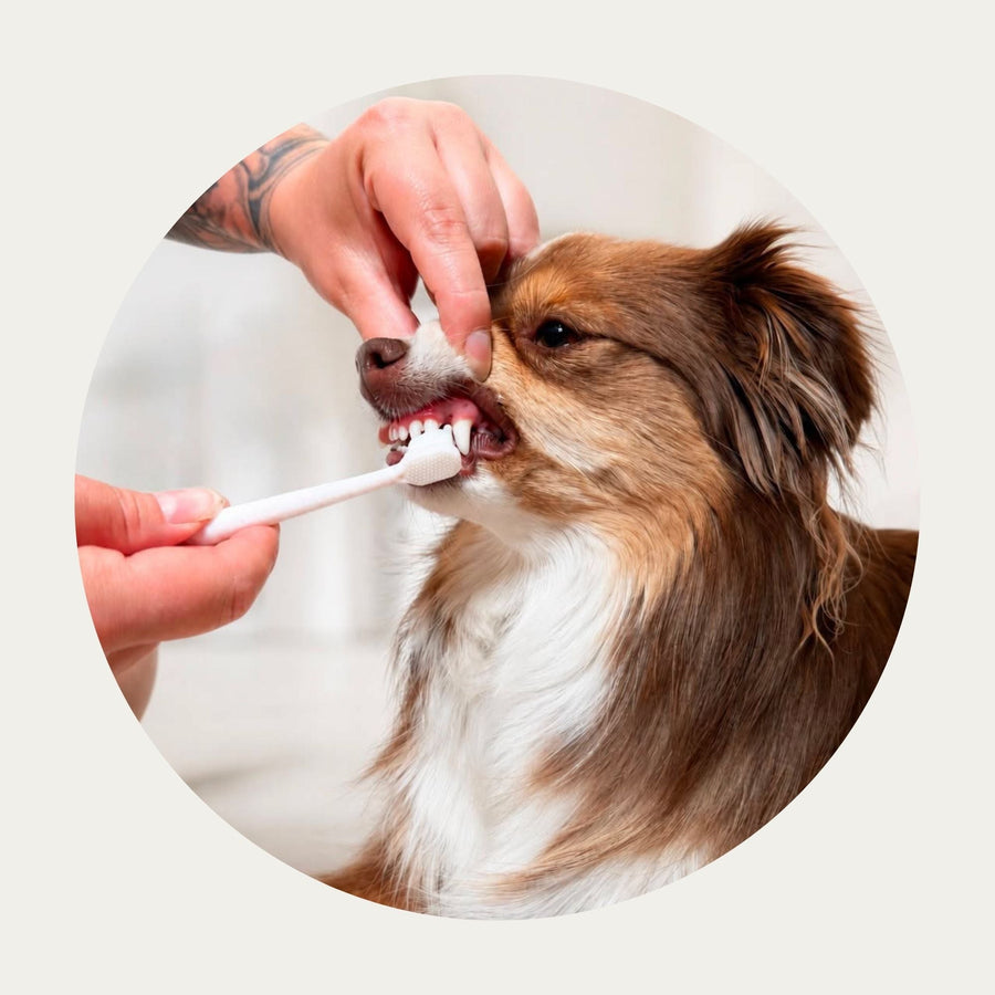 Puppy Polisher Eco Toothbrush – Mini (Small) in use