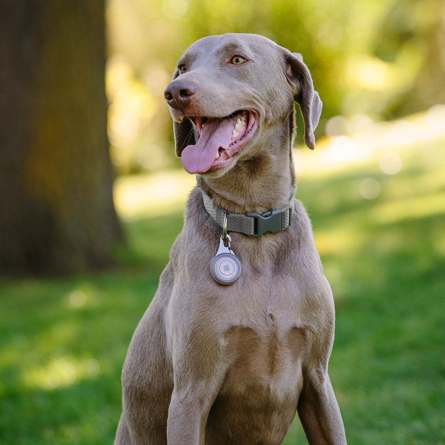 WearAbout® Pet Clippable Tracker Holder