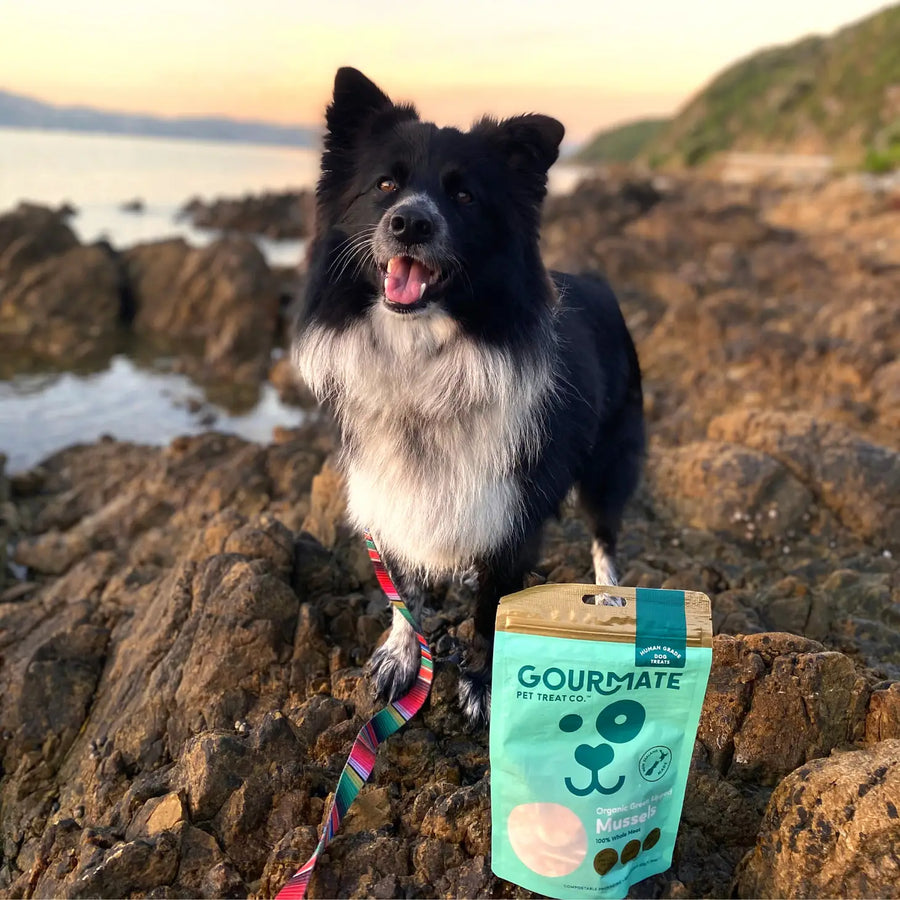 Organic Green Lipped Mussels Dog Treats