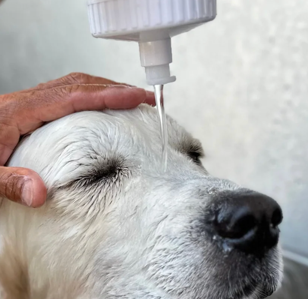Mr. Suzuki's Pet Care
