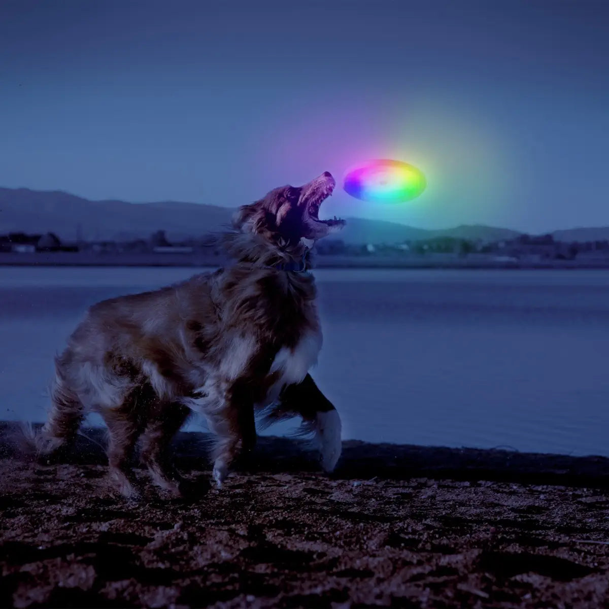 FETCH – Pretty Good Boy
