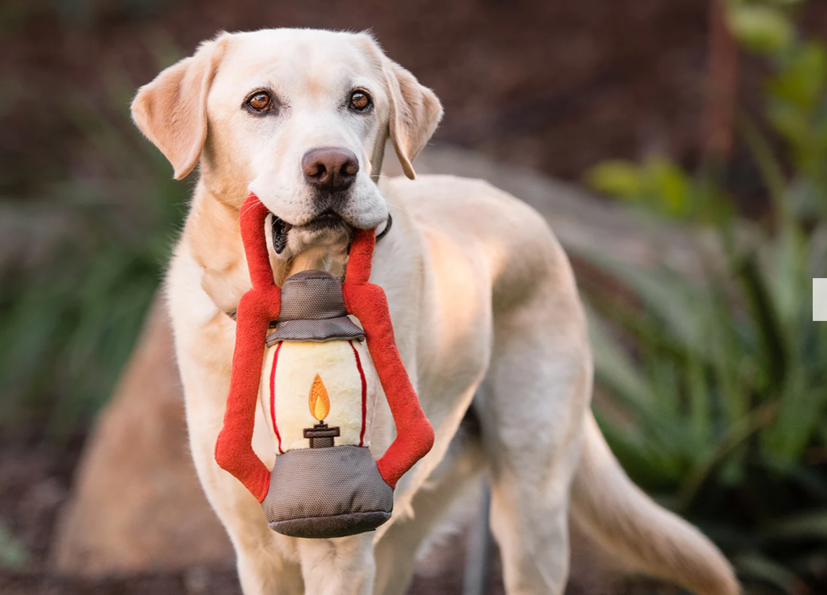 P.L.A.Y. Pet Lifestyle and You