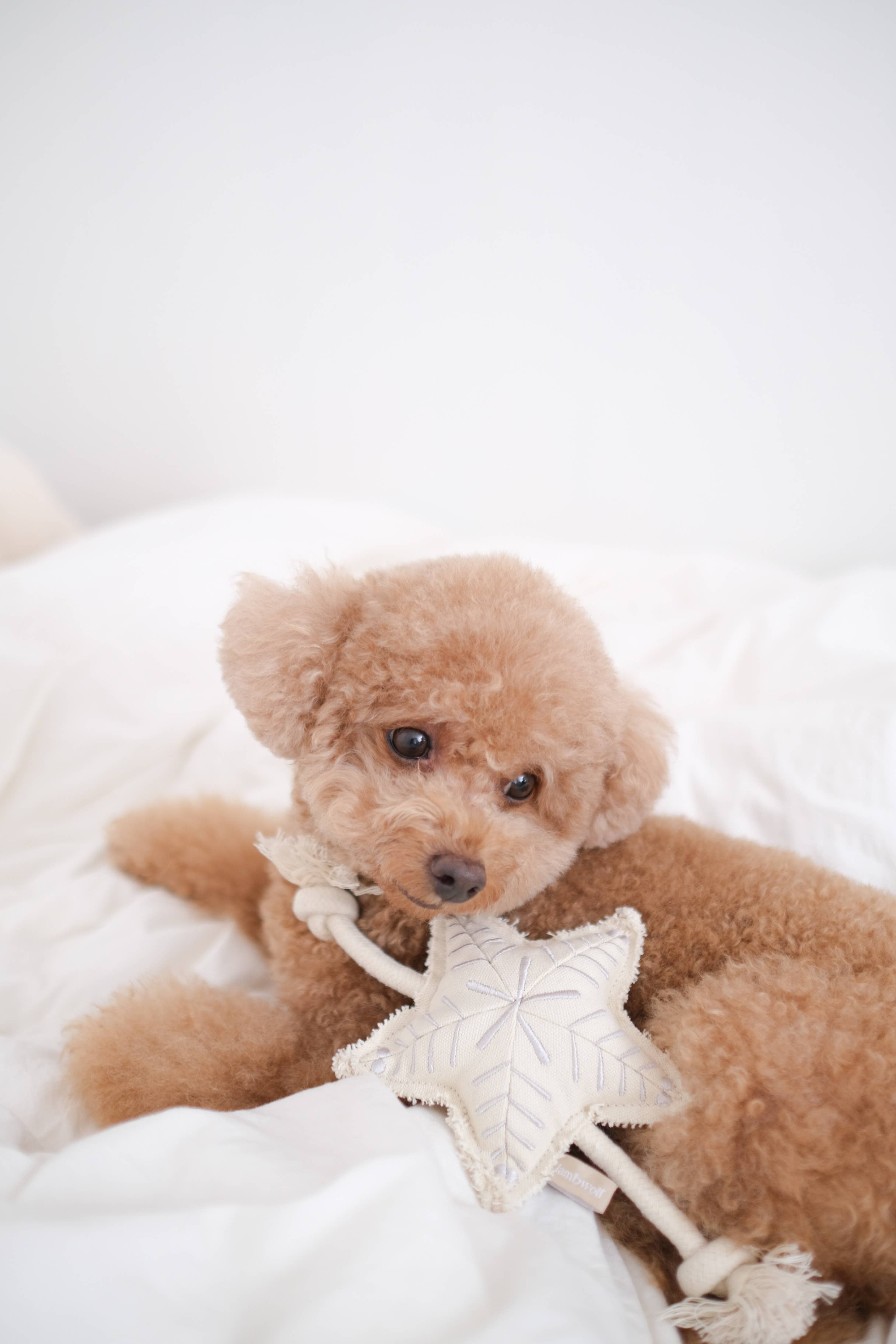 Holiday Star Christmas Dog Toy