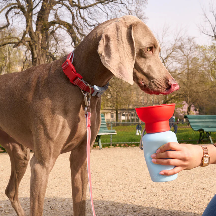Flip Dog Travel Bottle