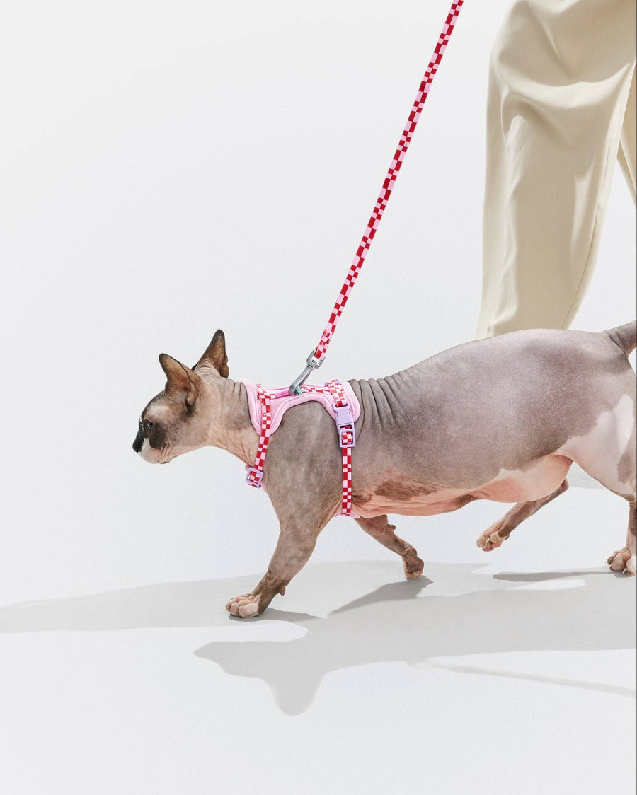 Wild One Cat Harness & Leash