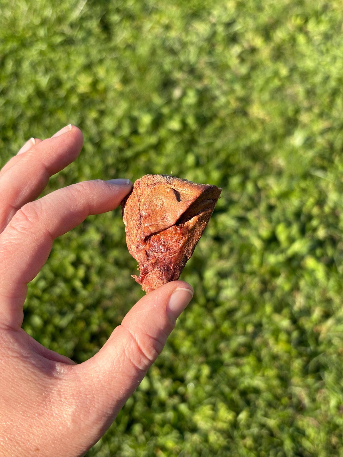 Close up of a Liver Licks freeze-dried trout liver piece held over grass