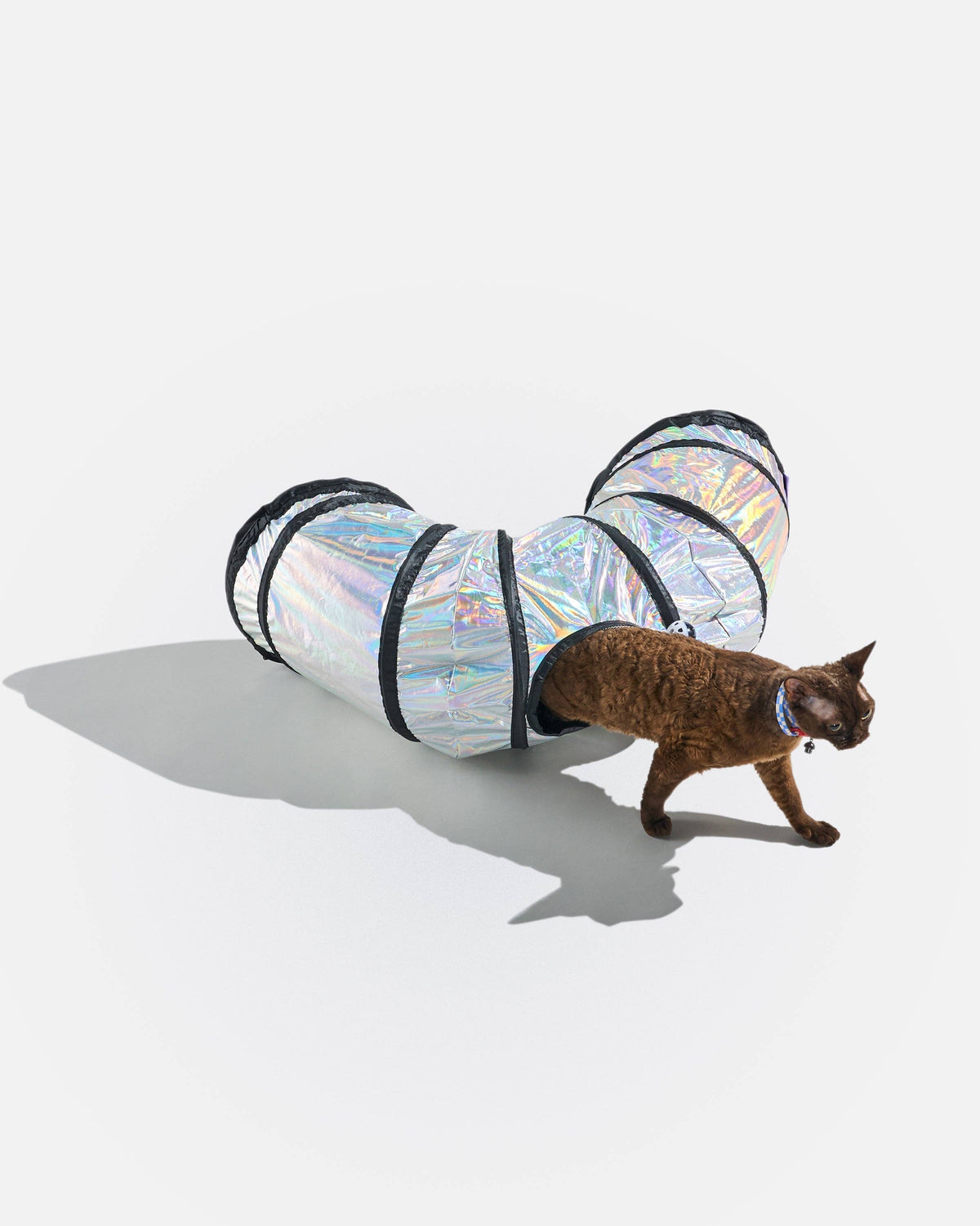 Cat walking out of the Wild One Cat Tunnel