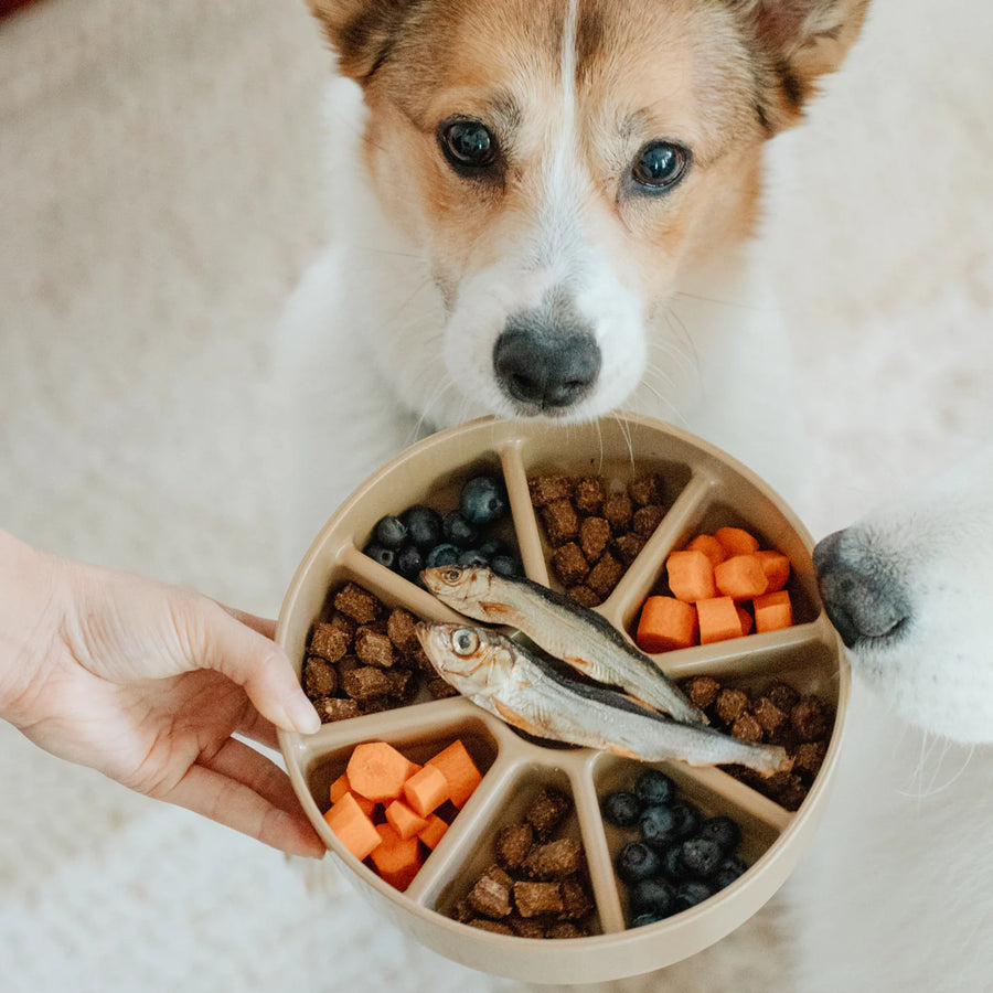 3-in-1 Bento - Lickmats + Slowfeeder