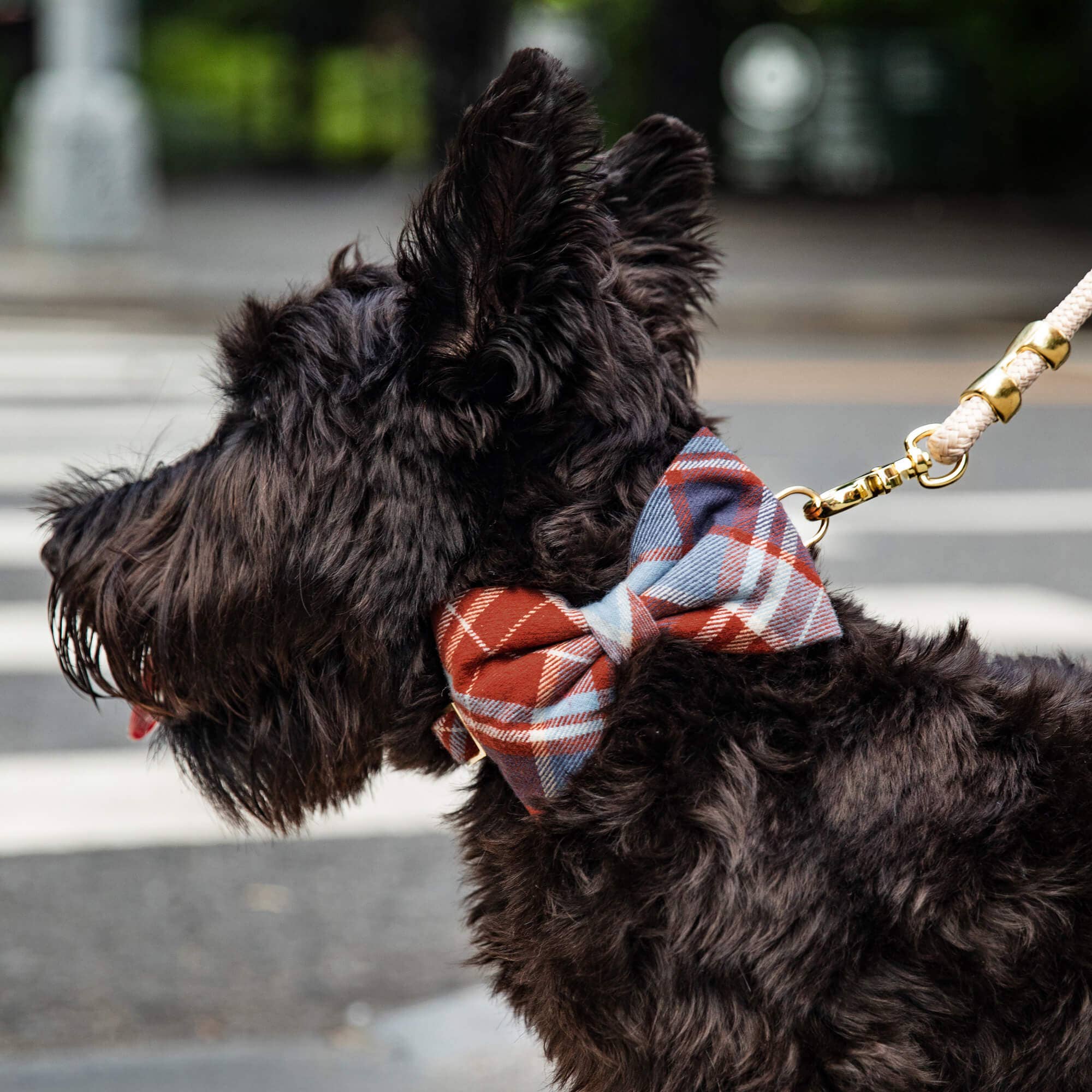 Dog Bow Tie