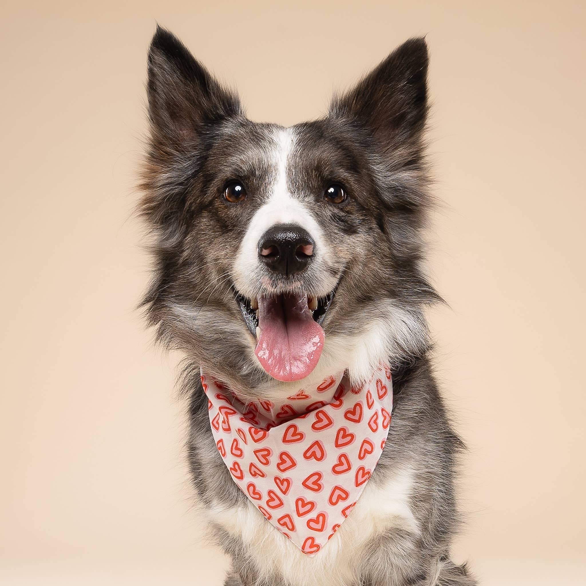 Lover Dog Bandana