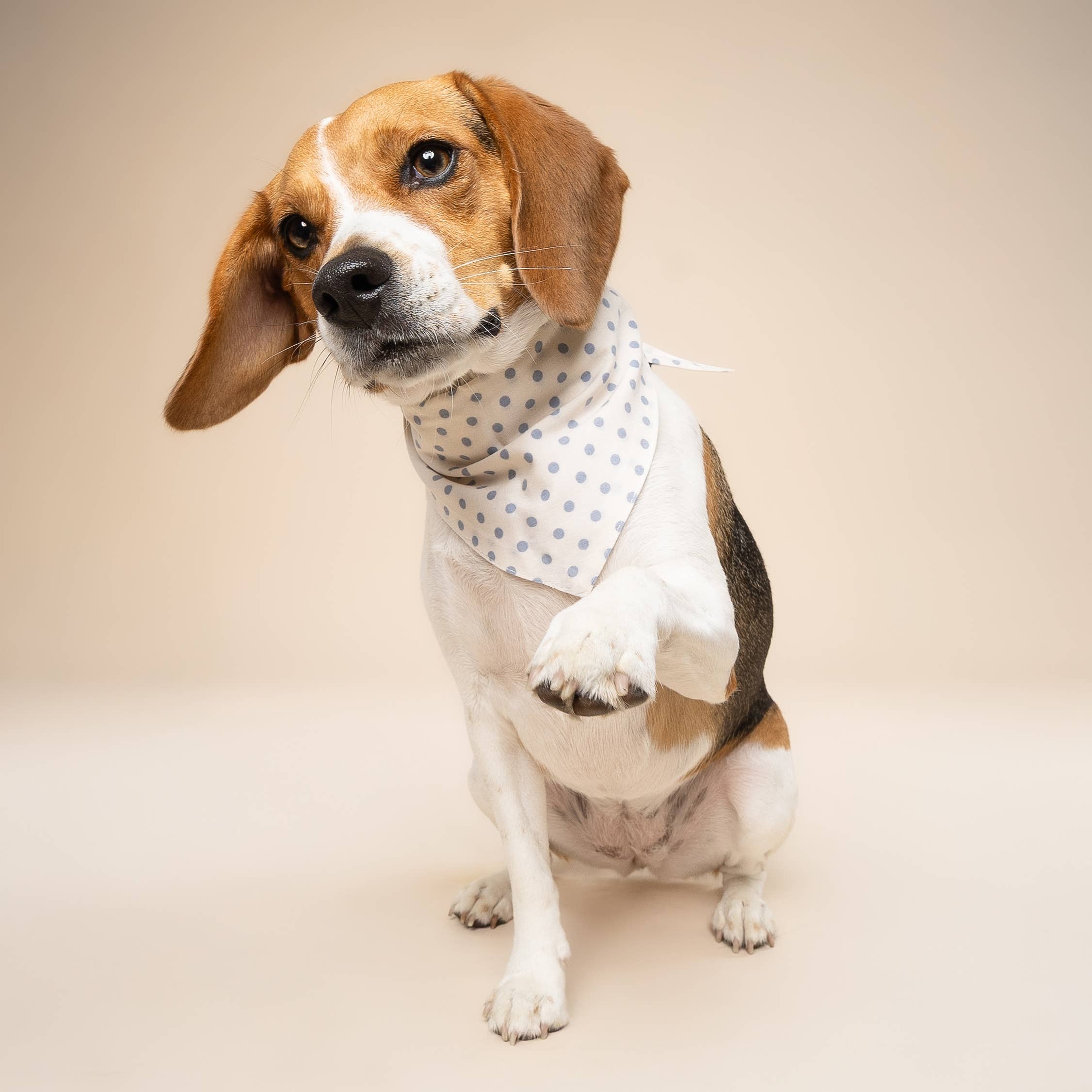 Polka Dot Blue Dog Bandana