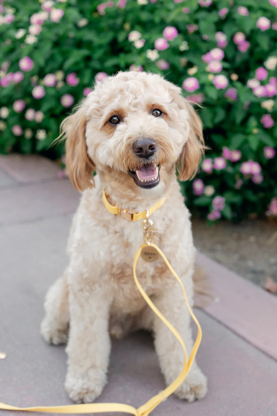 4-in-1 Convertible Hands Free Cloud Dog Leash
