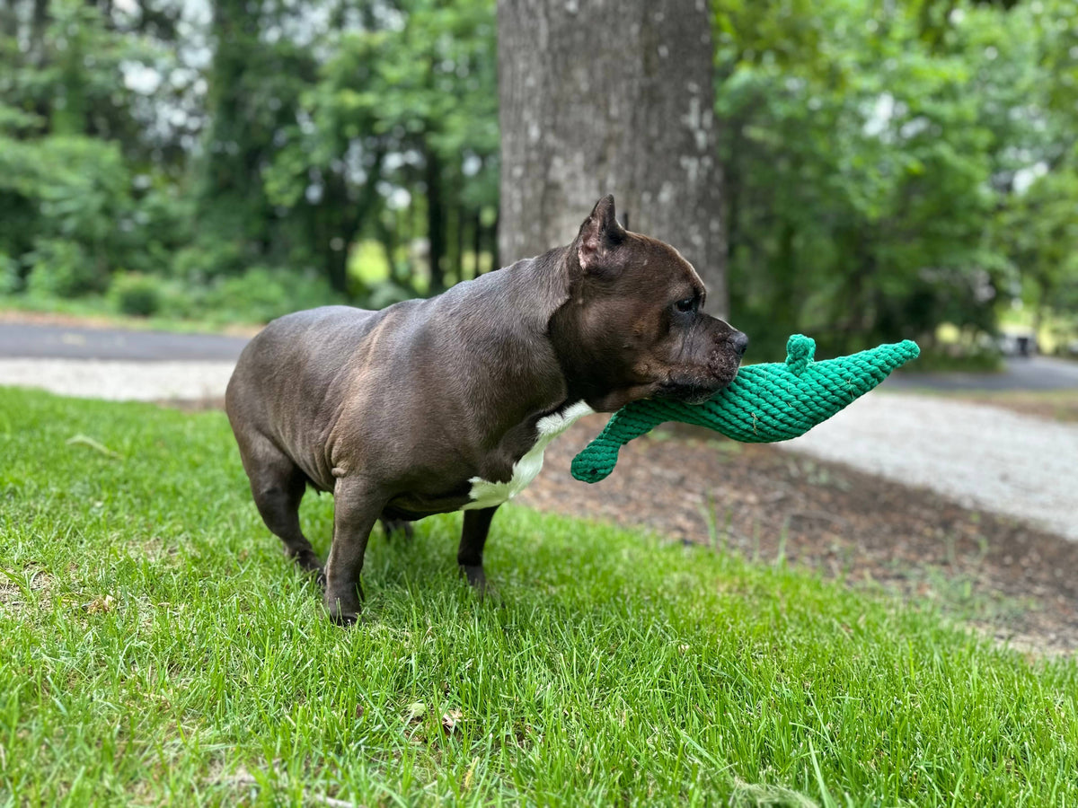 Dog carrying the Rex the Green Dinosaur Rope Toy across the grass
