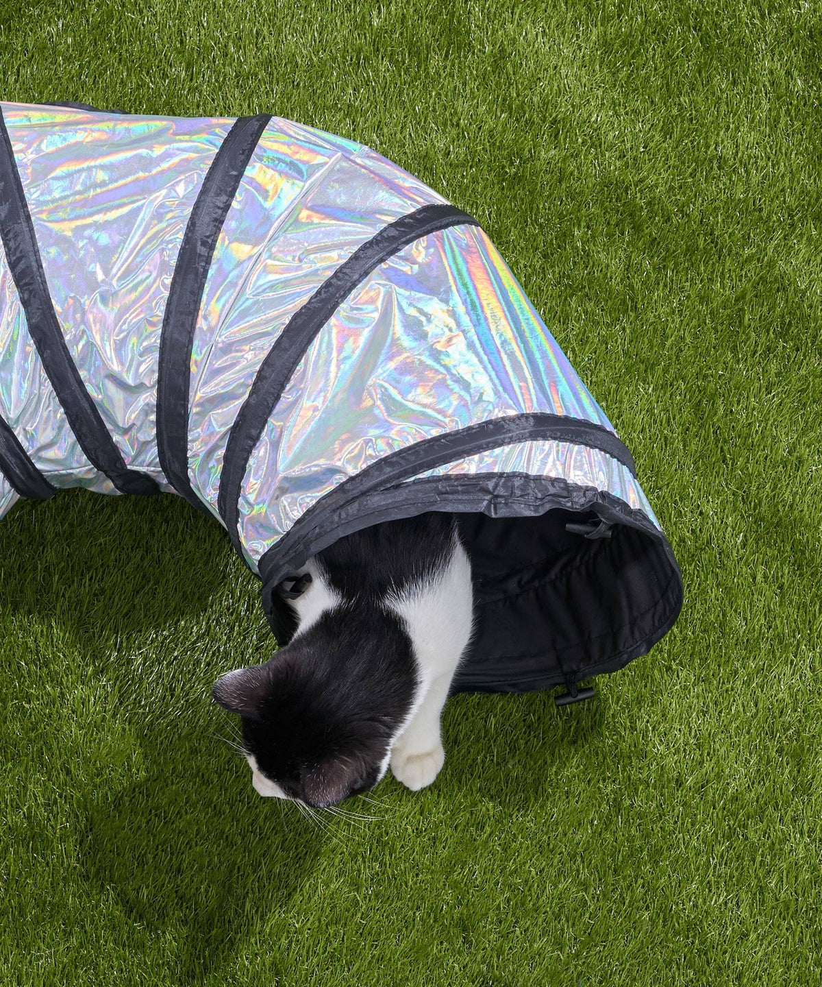 Cat playing in the Wild One Cat Tunnel on grass