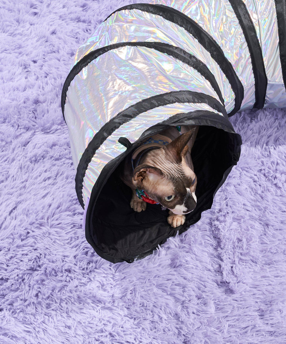 Cat hiding inside the Wild One Cat Tunnel on a lilac rug