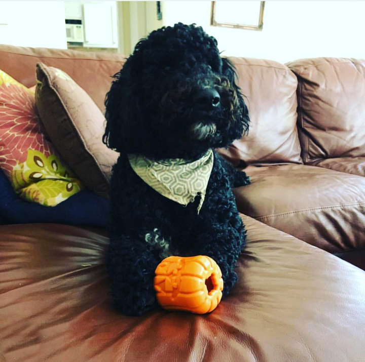 Halloween Jack O' Lantern Chew Toy Treat Dispenser