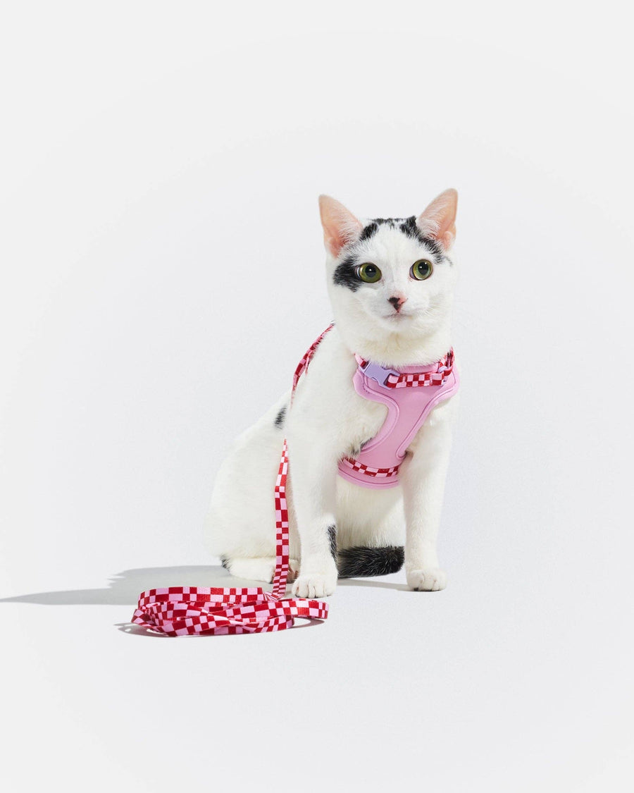 Wild One Cat Harness & Leash