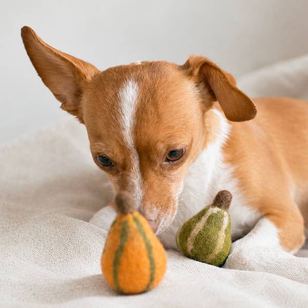 Fall Gourds Wool Cat Toy Set