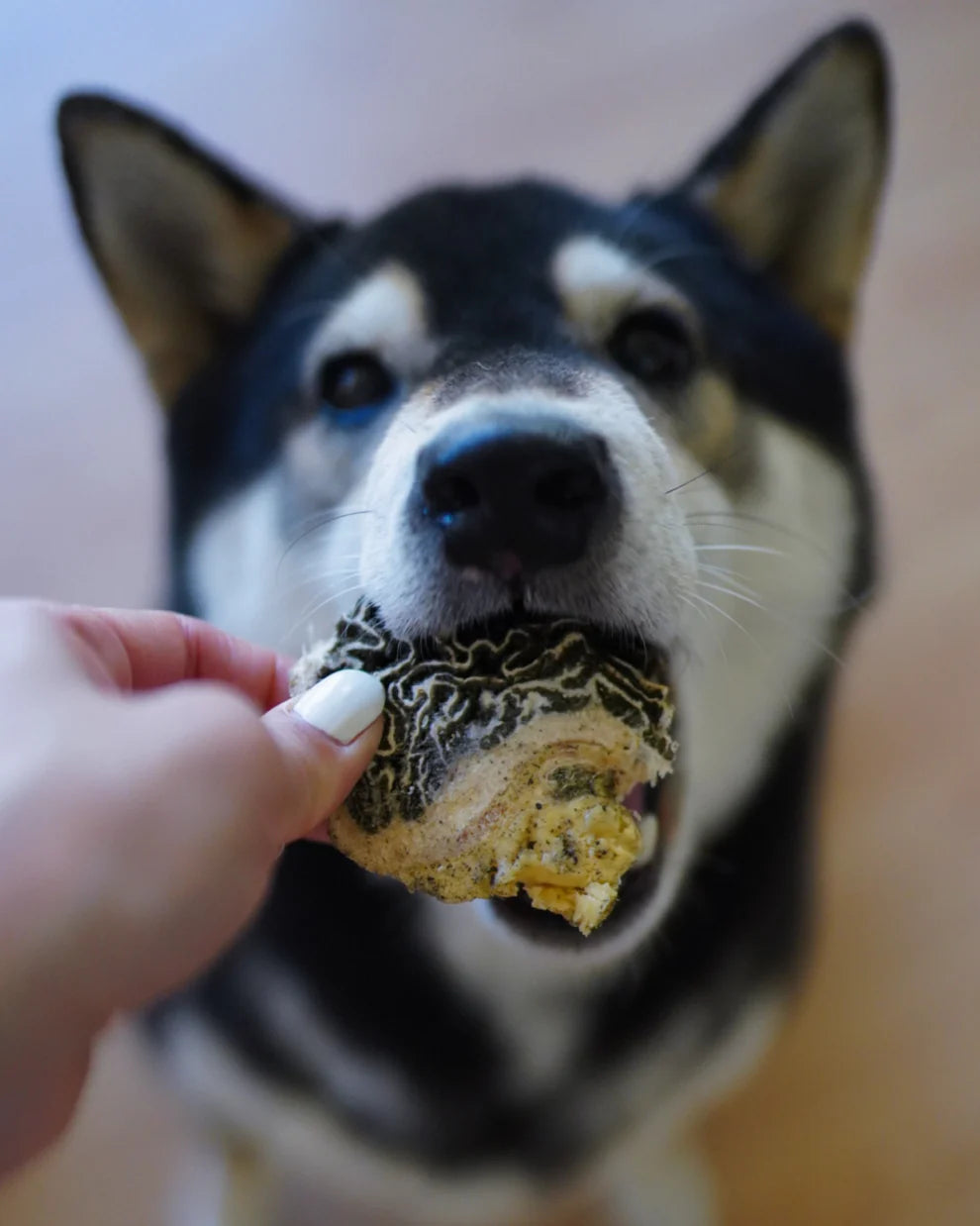 Freeze-Dried Grass-Fed Beef Green Tripe Chunks