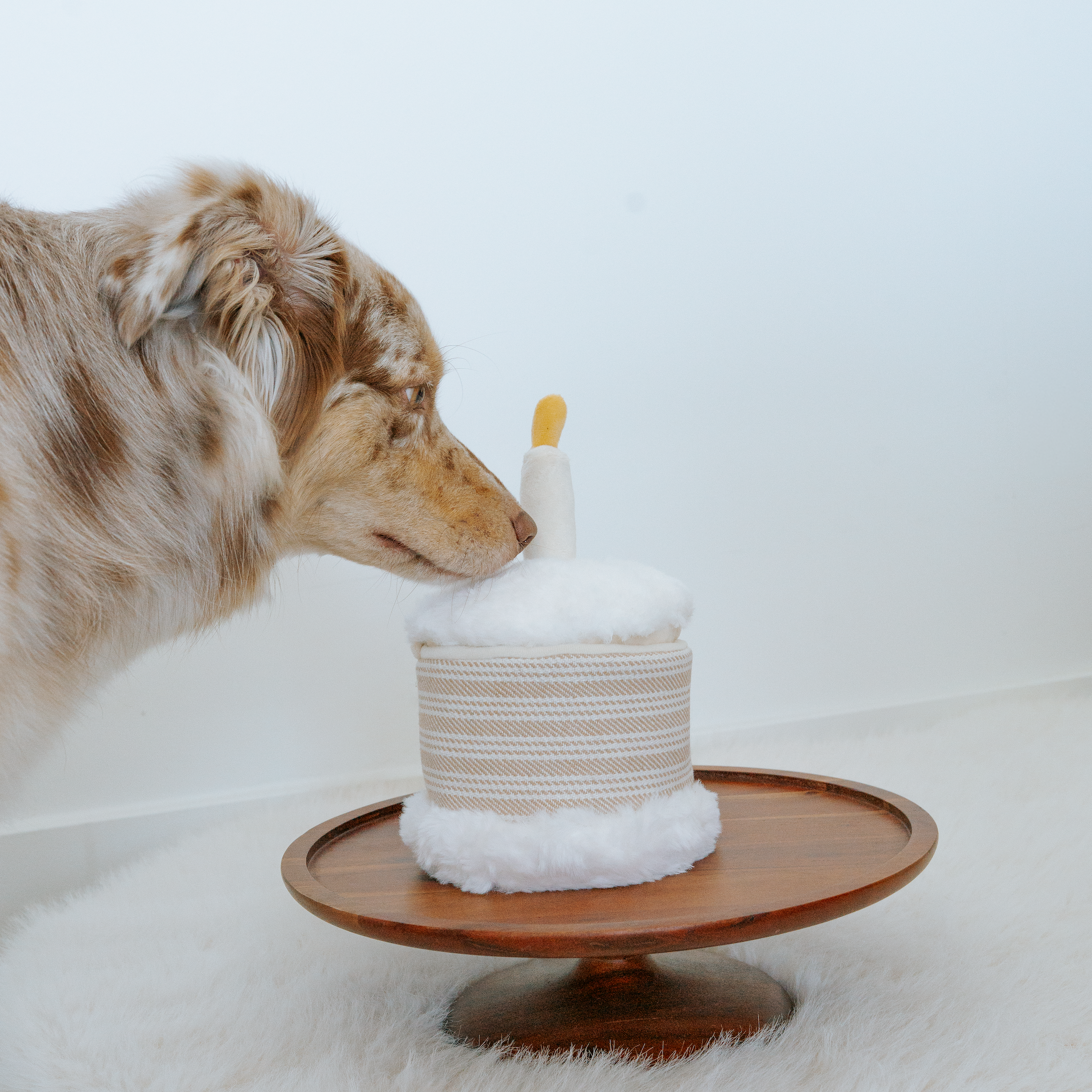 Birthday Cake Burrow Toy