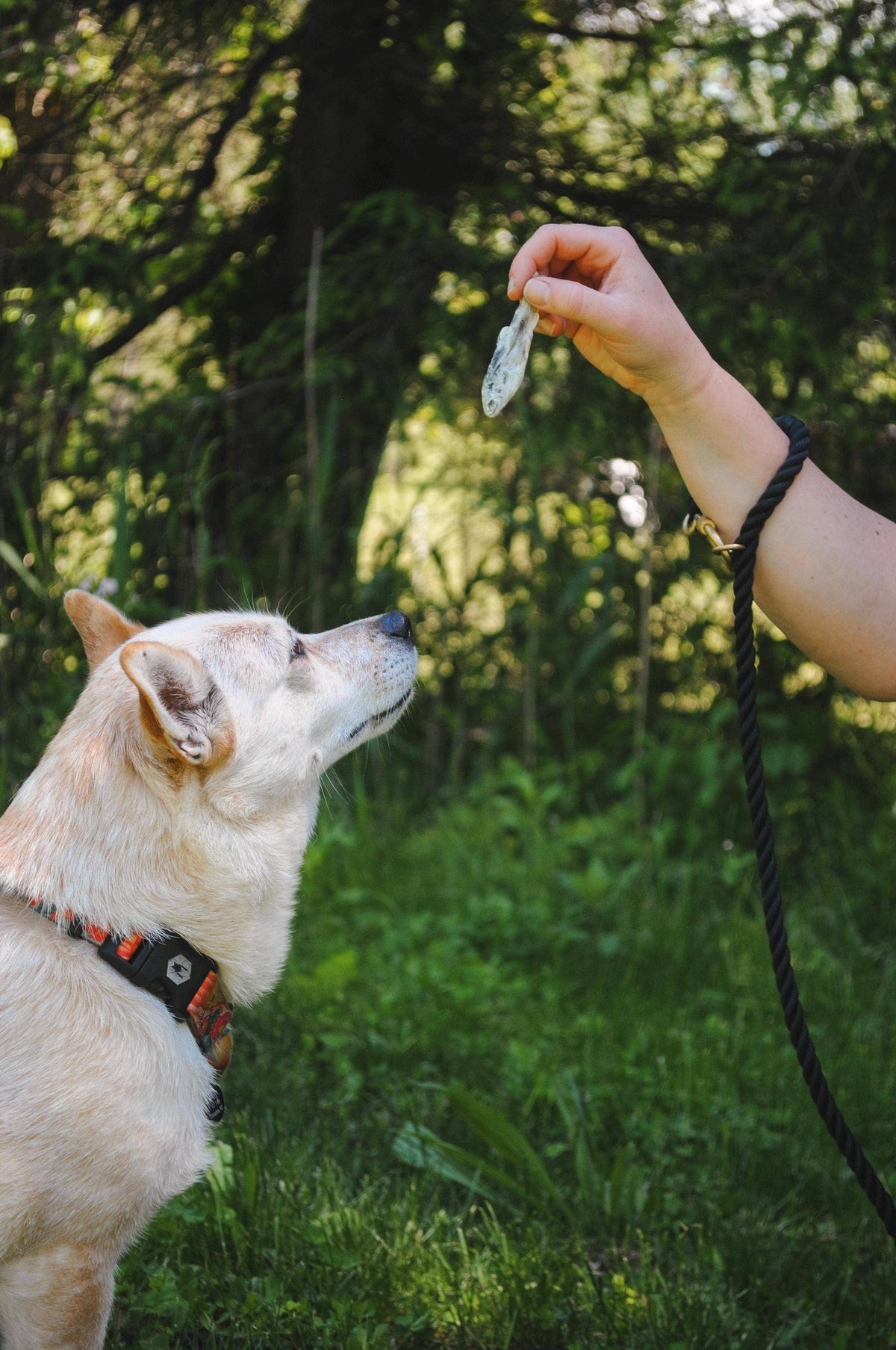 White dog looking up at a Little Trout freeze-dried fish treat held out on a walk